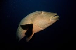 Bump Head Wrasse, Coral Sea by David Molina 